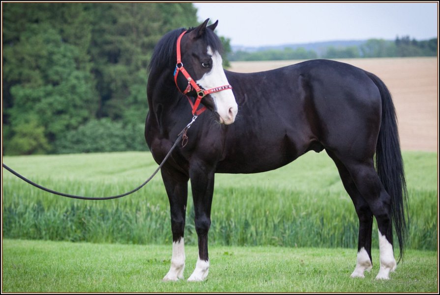 Asbach Fohlenshow 2014 112